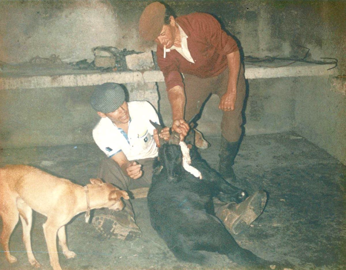 Tosquias no Pico Ruivo